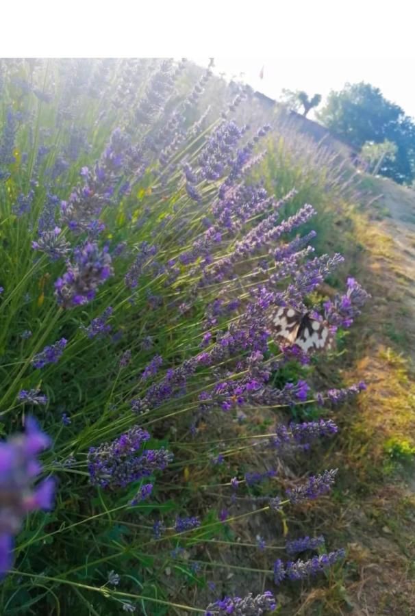 La Lavanda Di Poppi-Mini Appartamento Eksteriør billede