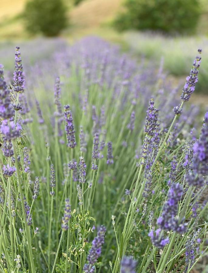 La Lavanda Di Poppi-Mini Appartamento Eksteriør billede