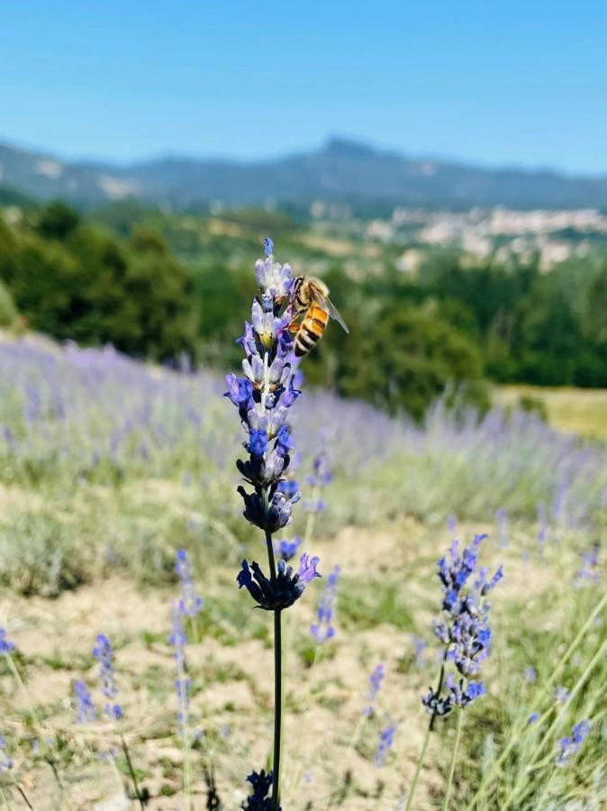 La Lavanda Di Poppi-Mini Appartamento Eksteriør billede