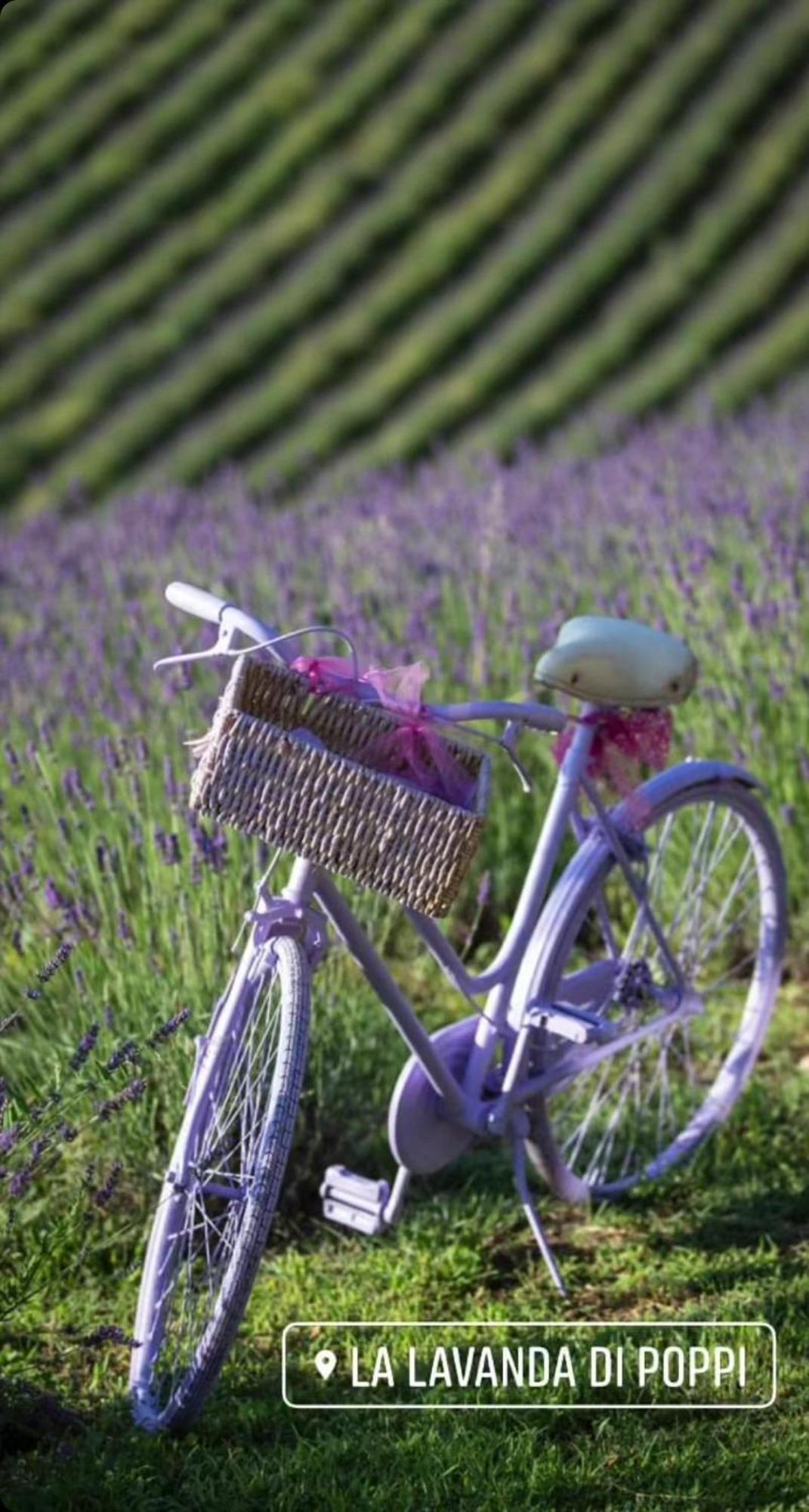La Lavanda Di Poppi-Mini Appartamento Eksteriør billede