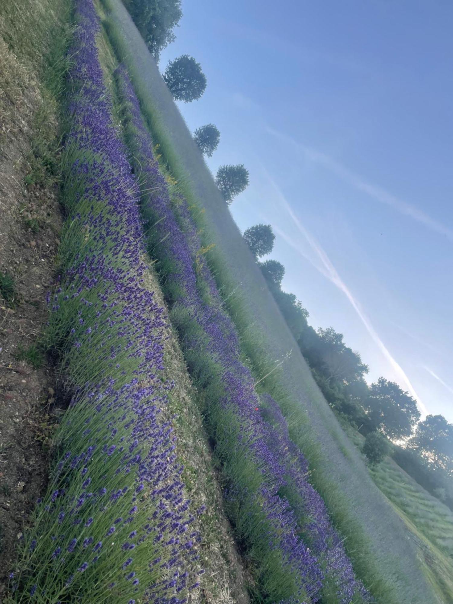 La Lavanda Di Poppi-Mini Appartamento Eksteriør billede